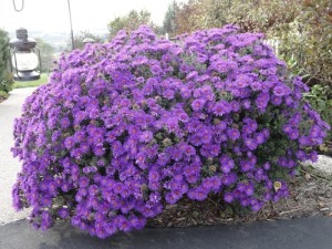 Aster krzaczasty (Aster dumosus) Purple Dome zdjęcie 3