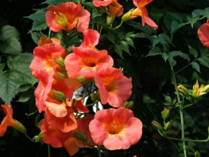 Milin amerykański (Campsis) Florida - roślina pnąca zdjęcie 3