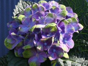 Hortensja ogrodowa (Hydrangea macrophylla) Amethyst c3 zdjęcie 7