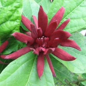 Kielichowiec wonny (Calycanthus floridus) Ferox c2 zdjęcie 2