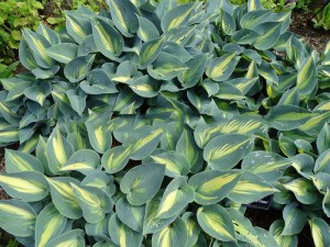 Funkia (Hosta) Touch of Class sadzonka zdjęcie 3
