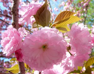 Wiśnia piłkowana (Prunus serrulata) Kanzan c1,5 zddjęcie 3