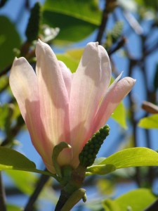 Magnolia Coral Lake c4 zdjęcie 3