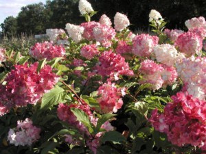 Hortensja Vanille Fraise na pniu c7,5 zdjęcie 3
