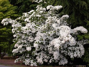 Dereń kousa (Cornus kousa) c3 zdjęcie 3