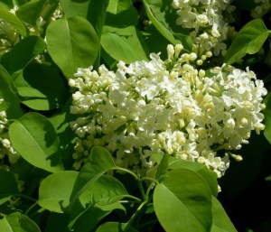 Bez - lilak pospolity (Syringa) Primrose zdjecie 3