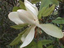 Magnolia parasolowata (Magnolia tripetala) zdjęcie 2