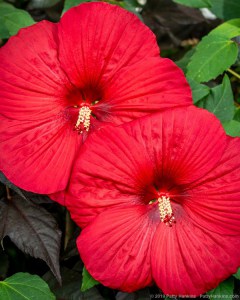 Hibiskus bylinowy (Hibiscus moscheutos) Holy Grail zdjęcie 3
