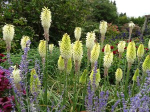 Trytoma (Kniphofia) Ice Queen zdjęcie 4