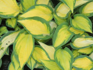 Funkia (Hosta) Orange Marmalade zdjęcie 3
