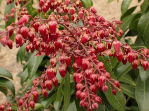Pieris japoński (Pieris japonica) Valley Valentine czerwony zdjęcie 3