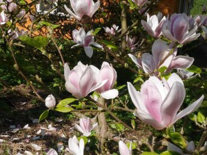 Magnolia Fragrant Cloud c3 zdjęcie 3