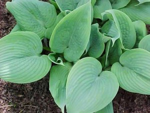 Funkia (Hosta) Fragrant Blue zdjęcie 3