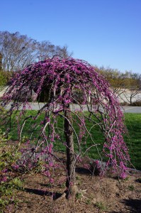 Judaszowiec kanadyjski (Cercis canadensis) Covey c4 zdjęcie 3