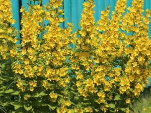 Tojeść kropkowana (Lysimachia punctata) zdjęcie 2