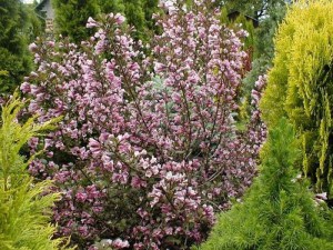 Krzewuszka (Weigela) Nana Purprea sadzonka zdjęcie 3