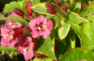 Krzewuszka (Weigela) Brigela c3 zdjęcie 3
