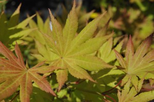 Klon Shirasawy (Acer shirasawum) Autumn Moon c3 zdjęcie 3