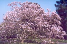 Magnolia pośrednia (Magnolia soulangeana) Rustica Rubra c3 zdjęcie 3