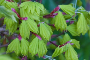 Klon Shirasawy (Acer shirasawum) Aureum c7,5 zdjęcie 3