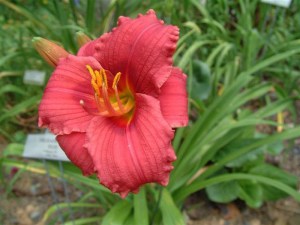 Liliowiec (Hemerocallis) Siloam Red Toy c3 zdjęcie 3