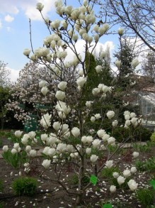 Magnolia pośrednia (Magnolia soulangeana) Lennei Alba zdjęcie 4