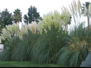 Trawa pampasowa biała (Cortaderia) trawy ozdobne zdjęcie 3
