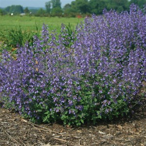 Kocimiętka (Nepeta racemosa) Junior Walker zdjęcie 5
