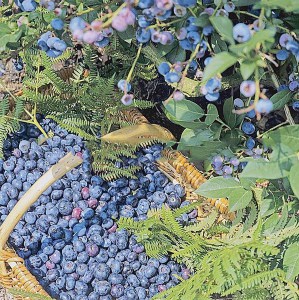 Borówka amerykańska Bluejay c1,5 zdjęcie 2