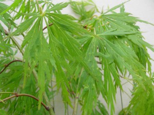 Klon palmowy szczepiony (Acer palm.) Dissectum c4 zdjęcie 1