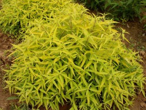 Barbula (Caryopteris) Worcester Gold 4