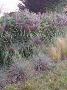 Trawa rozplenica japońska piórkówka (Pennisetum) Moudry zdjęcie 4