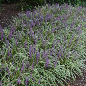 Liriope szafirkowe (Liriope muskari) Gold Banded zdjęcie 1