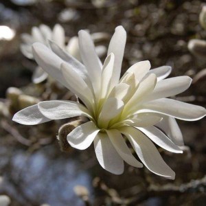 Magnolia gwiaździsta Royal Star  c3 zdjęcie 1