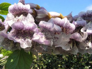 Paulownia puszysta (Paulownia tomentosa) cesarskie drzewko szczęścia zdjęcie 3