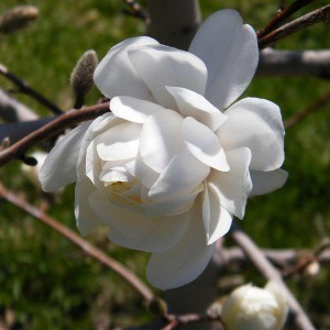 Magnolia Wild Cat c5 zdjęcie 1