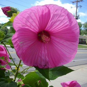 Hibiskus bylinowy (Hibiscus moscheutos) Fantasia zdjęcie 1