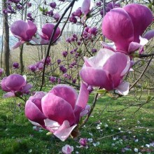 Magnolia Pickard's Garnet zdjęcie 1