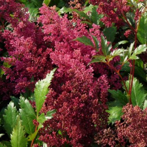 Tawułka japońska (Astilbe japonica) Red Sentinel c2 zdjęcie 1