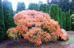 Klon palmowy (Acer palm.) Ornatum c4 zdjęcie 6