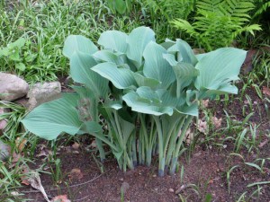 Funkia (Hosta) Krossa Regal sadzonka zdjęcie 4