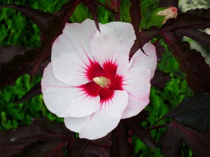 Hibiskus bylinowy (Hibiscus moscheutos) Carousel Jolly Heart zdjęcie 4