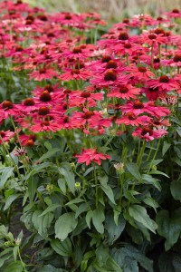 Jeżówka purpurowa Sweet Meadow Mama zdjęcie 3