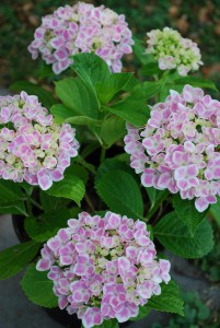 Hortensja ogrodowa (Hydrangea) Peppermint c3 zdjęcie 4