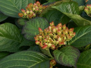 Hortensja ogrodowa (Hydrangea macrophylla) Grafin Cosel zdjęcie 4