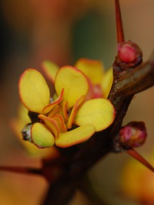 Berberys (Berberis) Powwow c2 zdjęcie 4