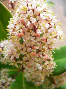 Skimia japońska (Skimmia japonica) Rubella zdjęcie 4