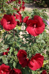 Hibiskus bylinowy (Hibiscus moscheutos) My Valentine zdjęcie 4
