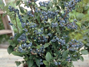 Borówka amerykańska Bluegold c1,5 zdjęcie 3