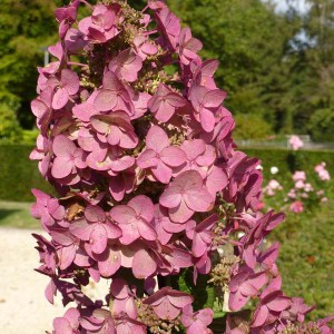 Hortensja bukietowa (Hydrangea paniculata) Mega Mindy c3 zdjęcie 4